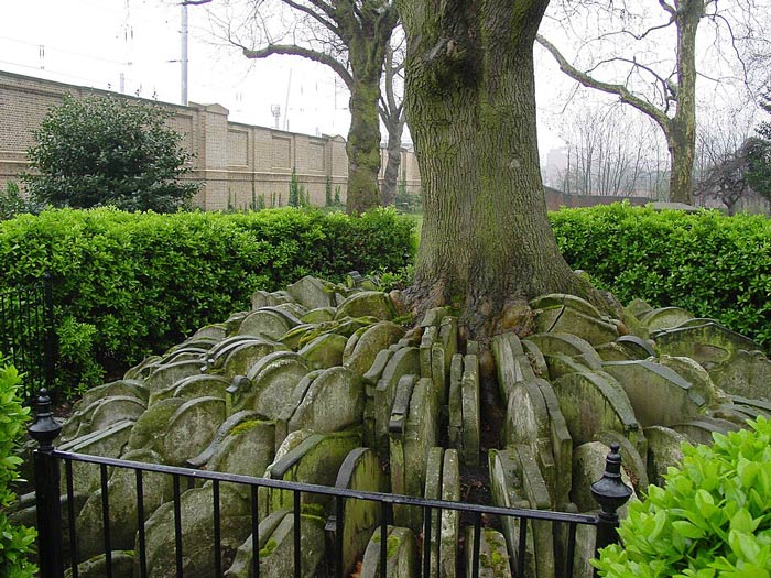 The Hardy Tree in St Pancras Old Churchyard