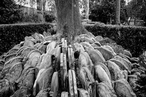 Hardy Tree, Old St Pancras Churchyard