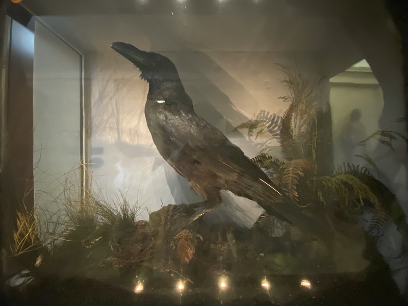 Stuffed body of Dickens's pet raven Grip, who also inspired Edgar Allan Poe, in the Free Library of Philadelphia