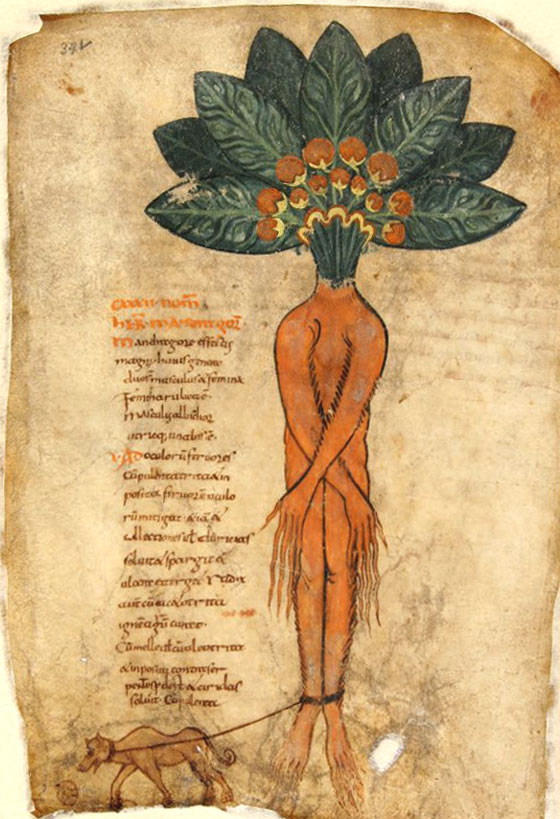 The Mandrake plant in Pseudo Apuleiu's Herbal