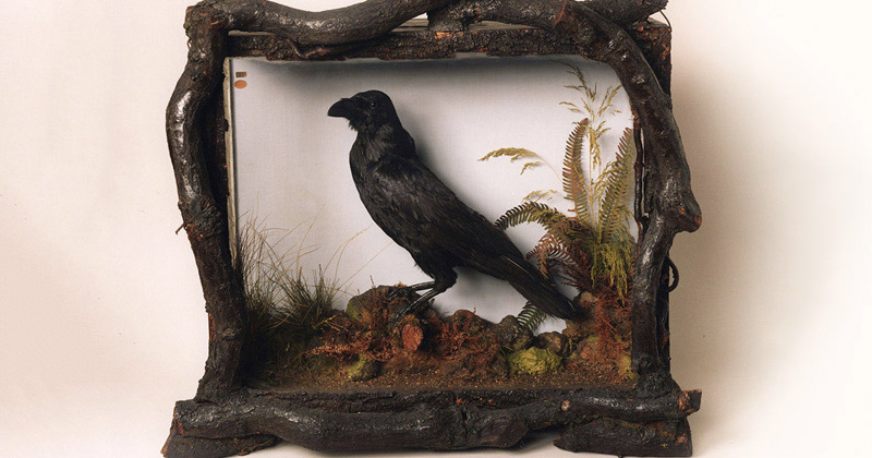 Stuffed body of Charles Dickens's pet Grip the Raven, Philadelphia