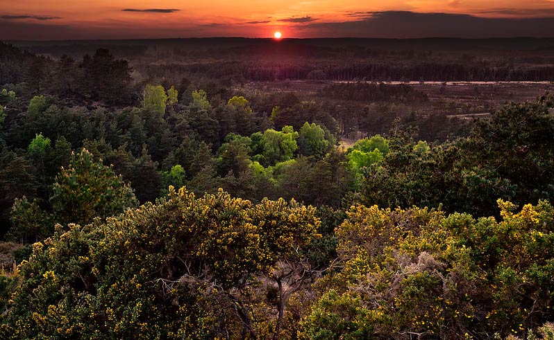 Landscape of woods and heathland around Frensham, Surrey