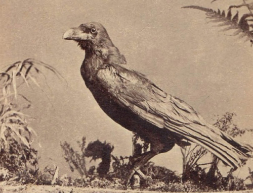Dickens, Poe & the Pet Raven that Inspired their Darkest Works