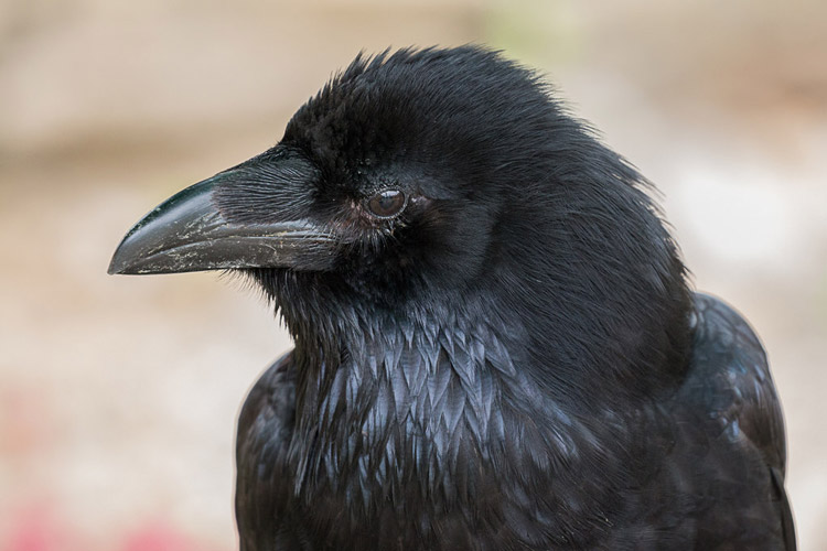 head of raven