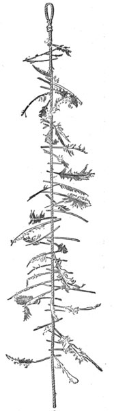 Colles's sketch of the witch's ladder