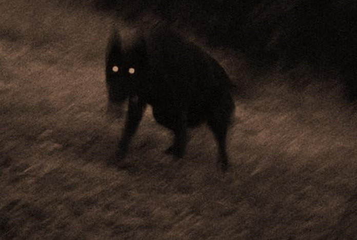 Ghostly black dog England
