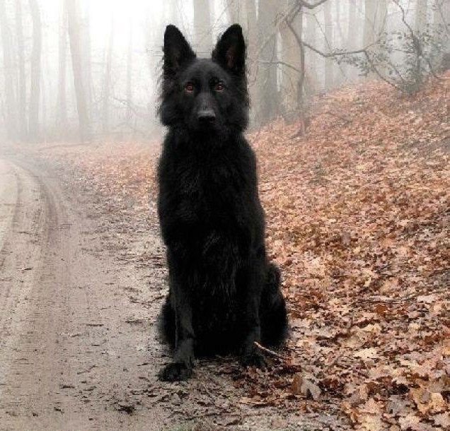 Ghostly black dog in woods