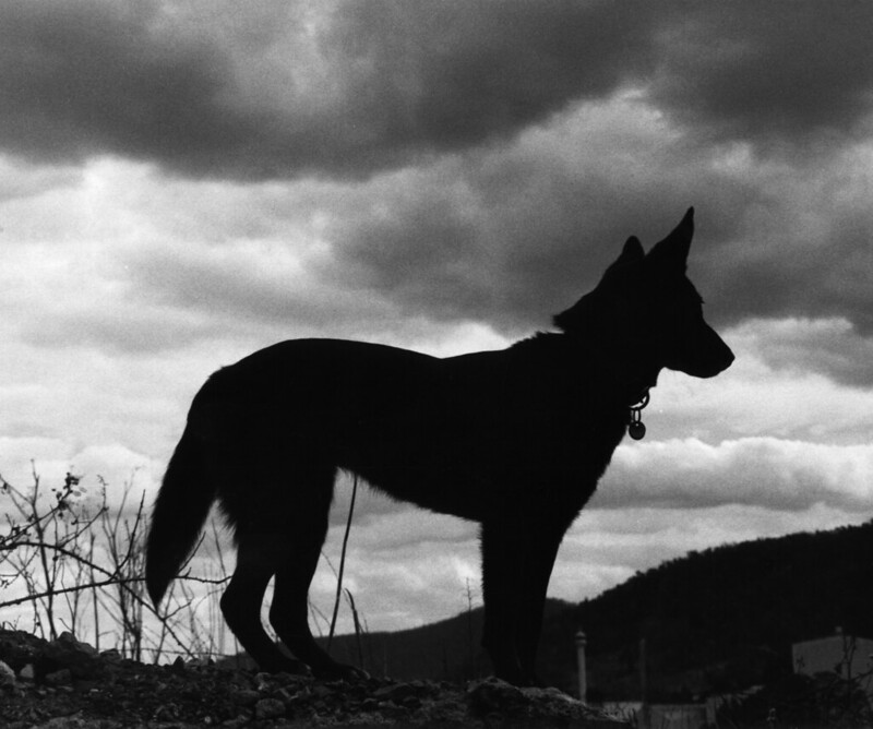 A black dog against a dark sky