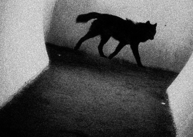 Might a phantom black dog haunt York's narrow snickleways?