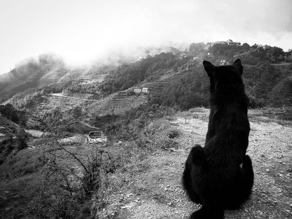 A large black dog in some hills
