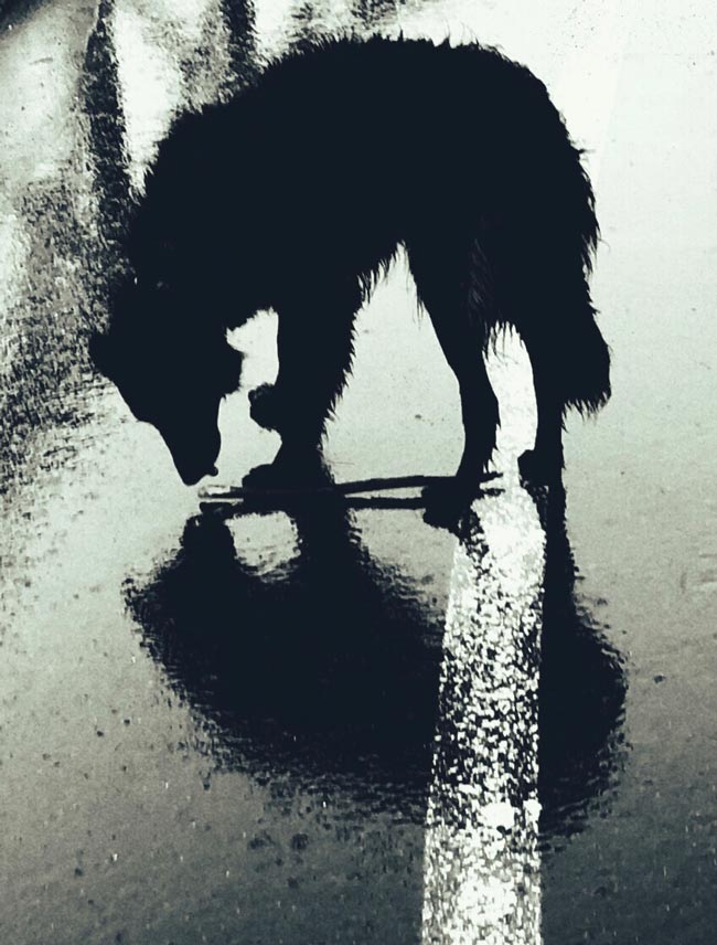A phantom black dog on the street