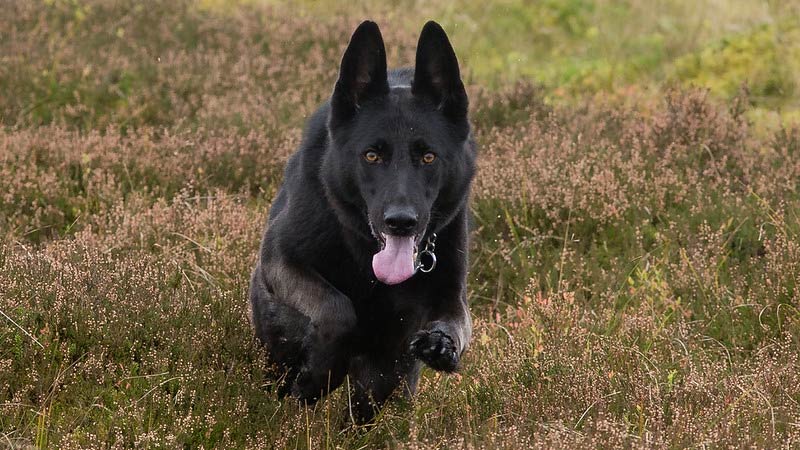 A black dog running with glowing eyes