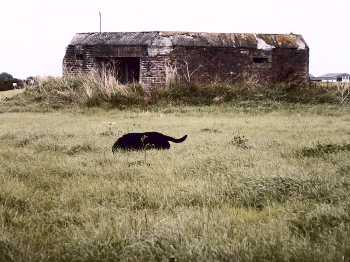 A Black Shuck sighting in Cambridgeshire?