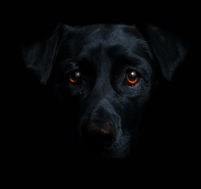 A black dog with glowing eyes