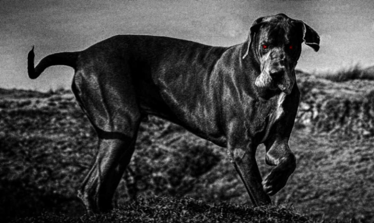 Britain's Black Dog Legends - 7 Spooky Canines & Hellhounds - David ...