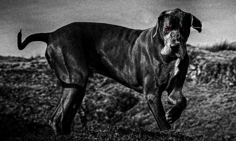 The Hound of the Baskerville may be based on Dartmoor black dog legends