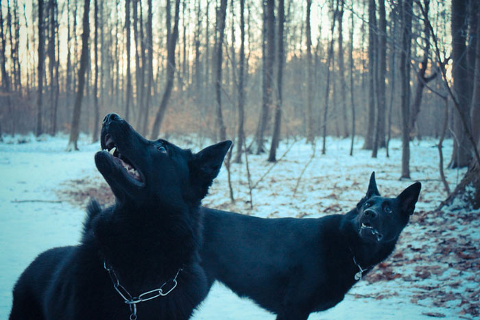 Ghostly black dogs in woods
