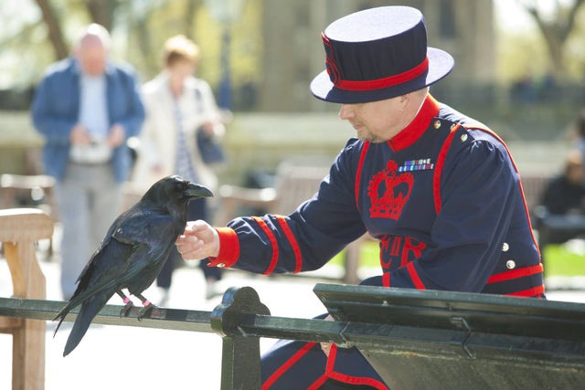 Raven and Beefeater at the Tower of London