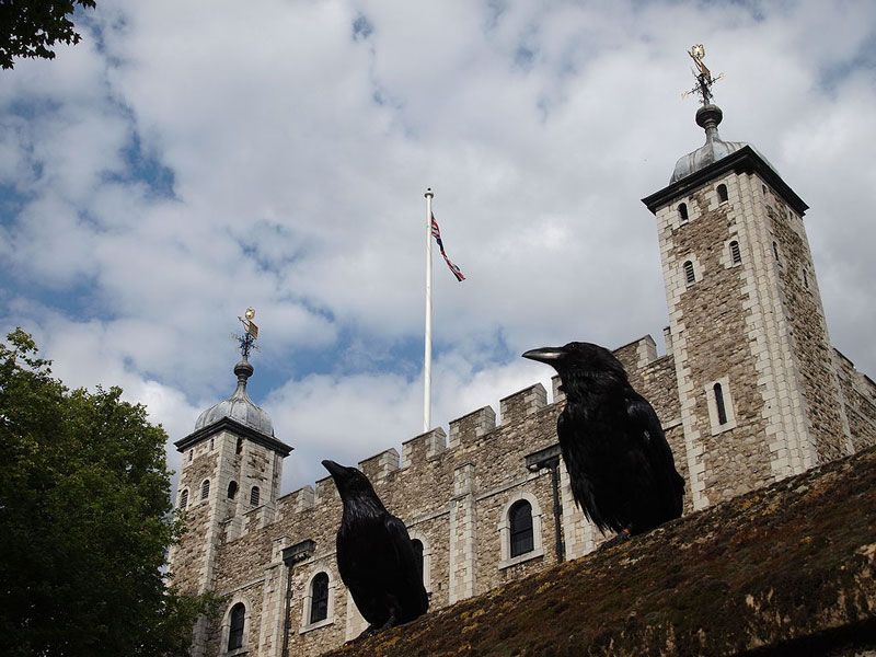 Two ravens perching at the Tower of London