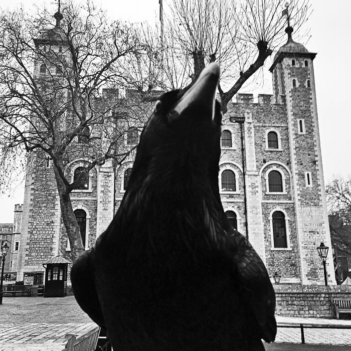 A raven at the Tower of London