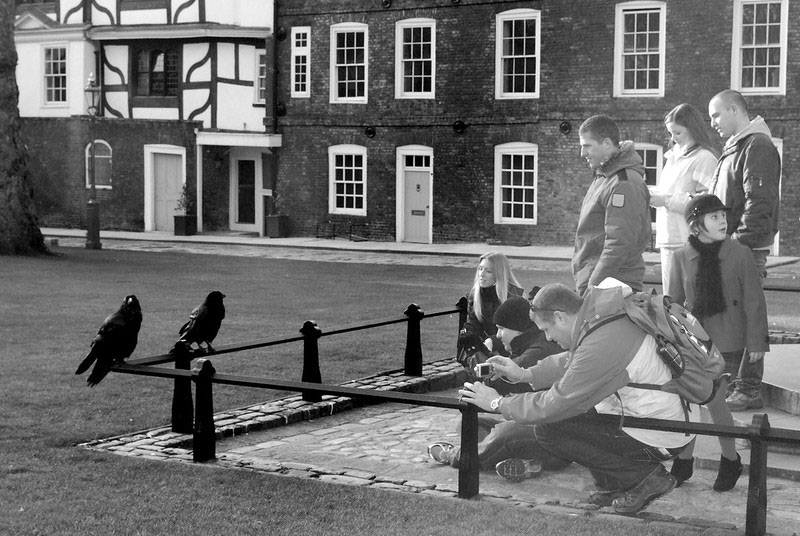 Tower of London ravens with tourists