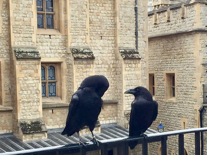 Two ravens at the Tower of London
