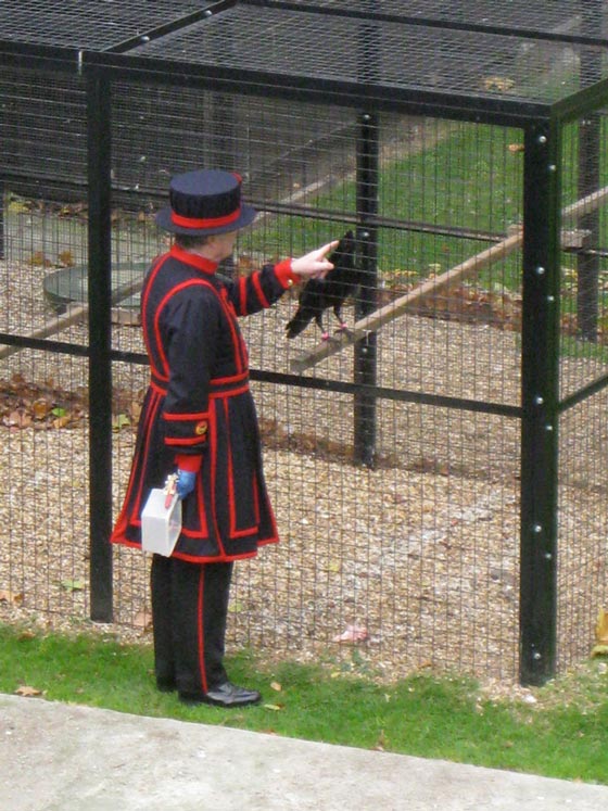 Raven and beefeater at the Tower of London