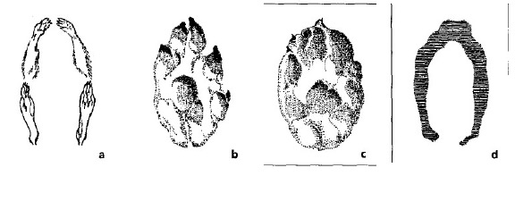 Different animal tracks that may have been the Devil's Footprints