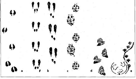 Prints that may have been mistaken for the Devil's Footprints in Devon, England