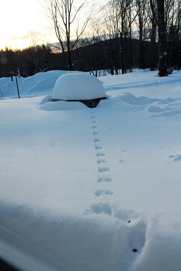 Red squirrel tracks in the snow - like the Devil's Footprints in a single line