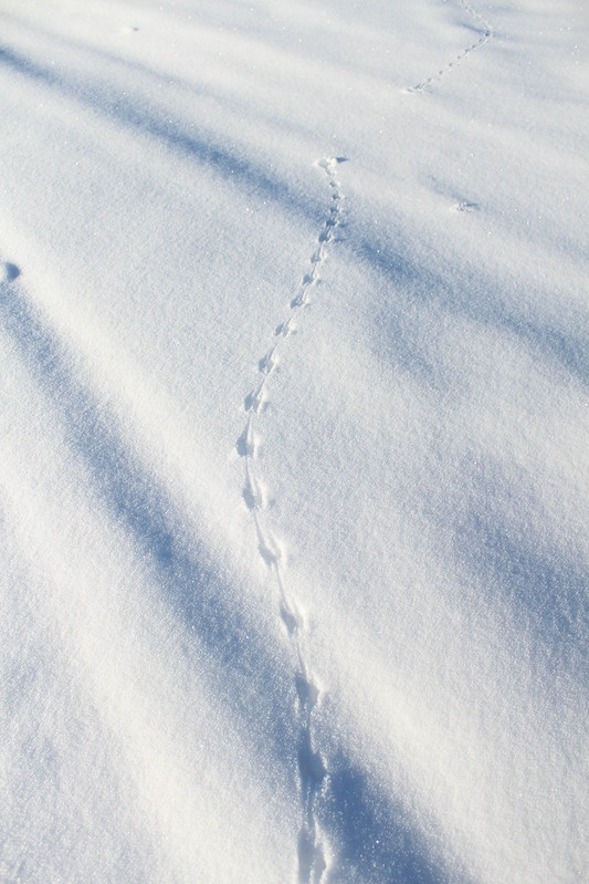 'Devil's footprints' in snow