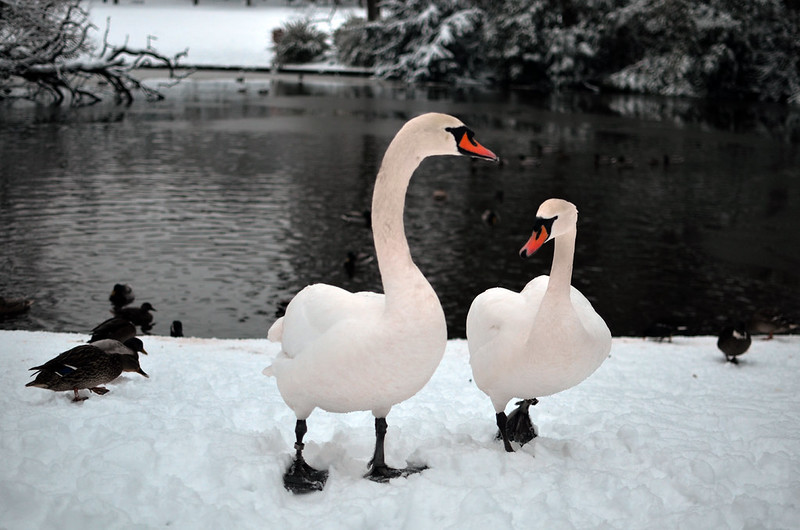 Swans in the snow