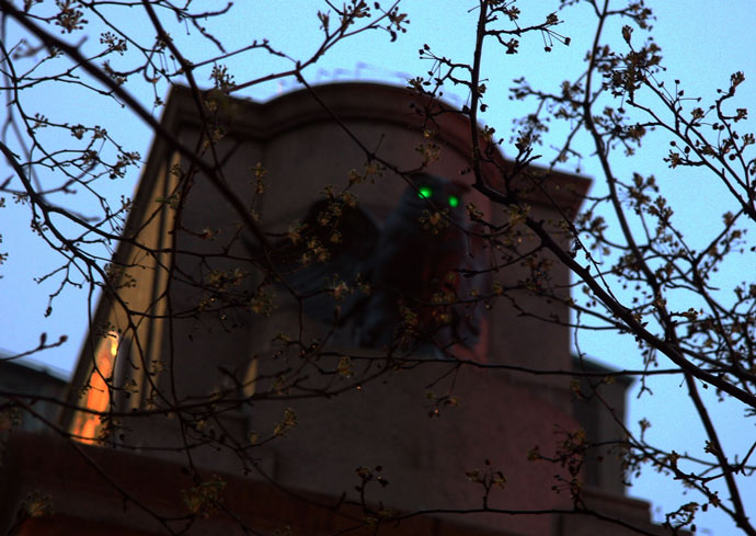 One of James Gordon Bennett Jr.'s rescued glowing-eyed owls, in Herald Square, New York